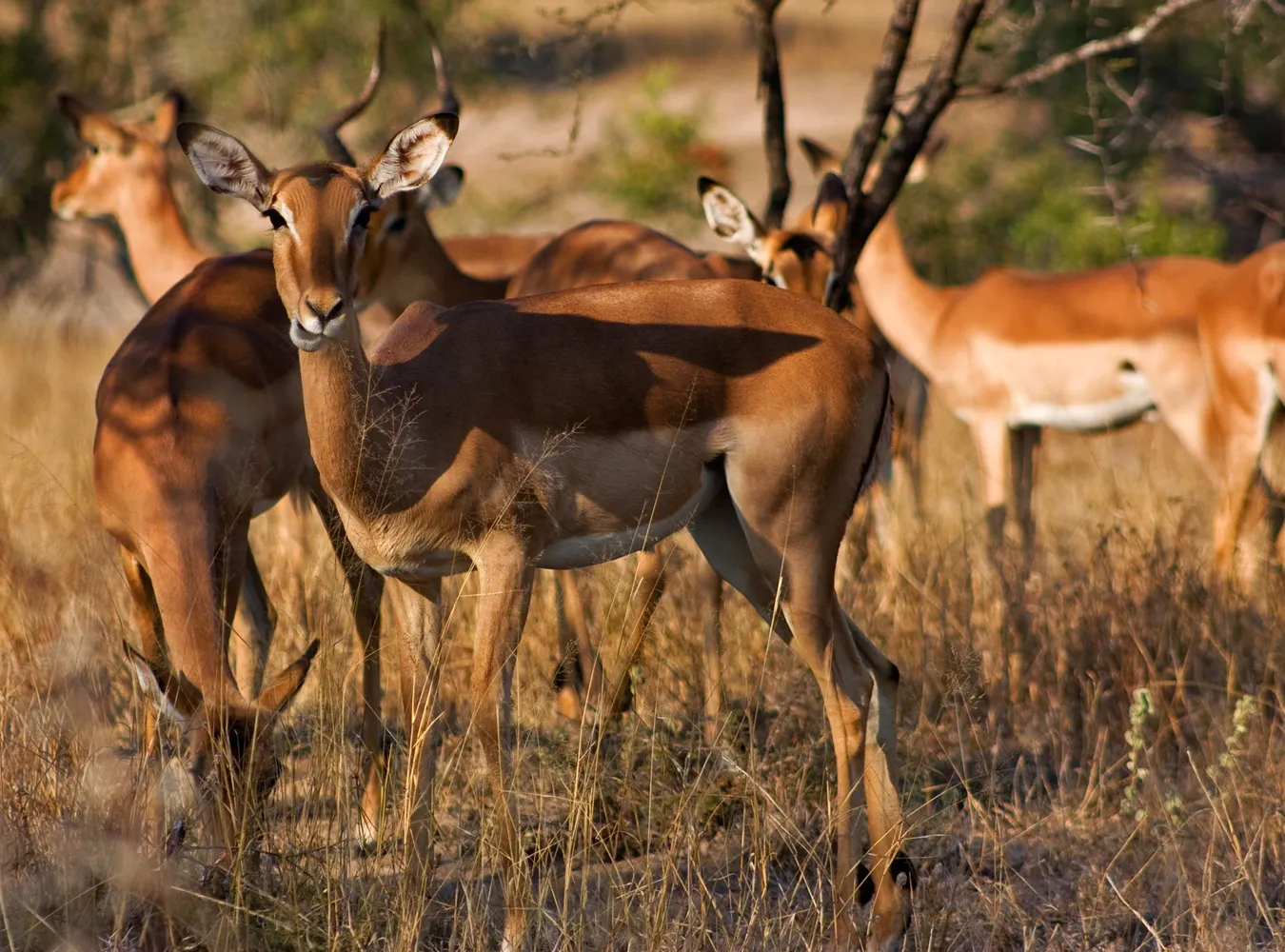 Co czwarta antylopa zagrożona wyginięciem