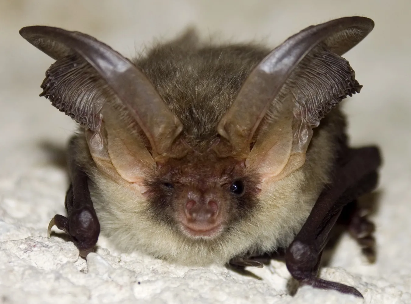 Więcej nietoperzy w Beskidach