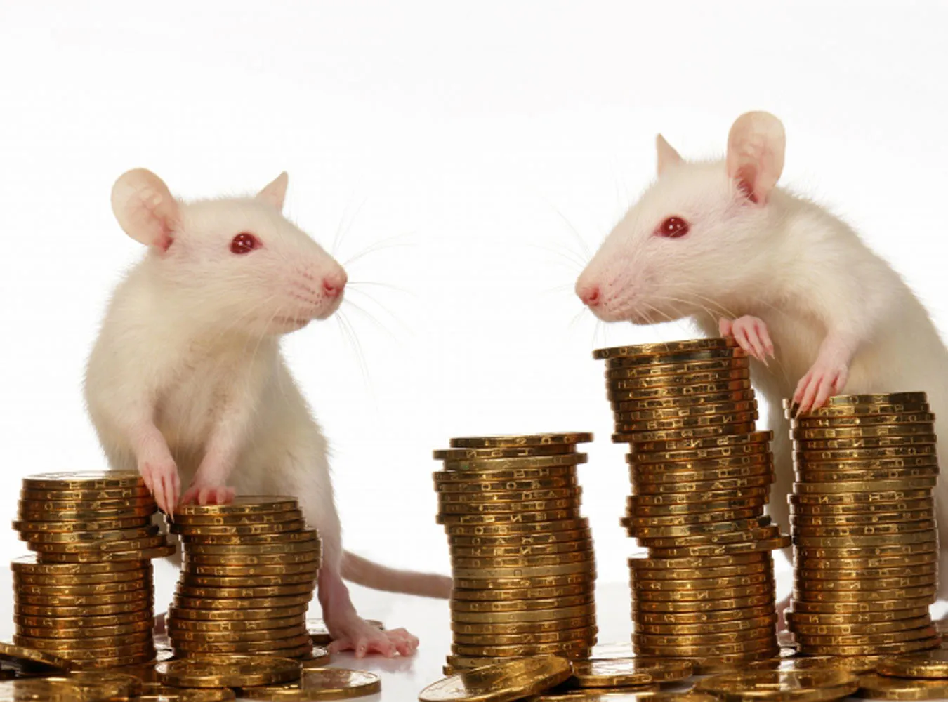 Szczury pilnują policyjnego archiwum