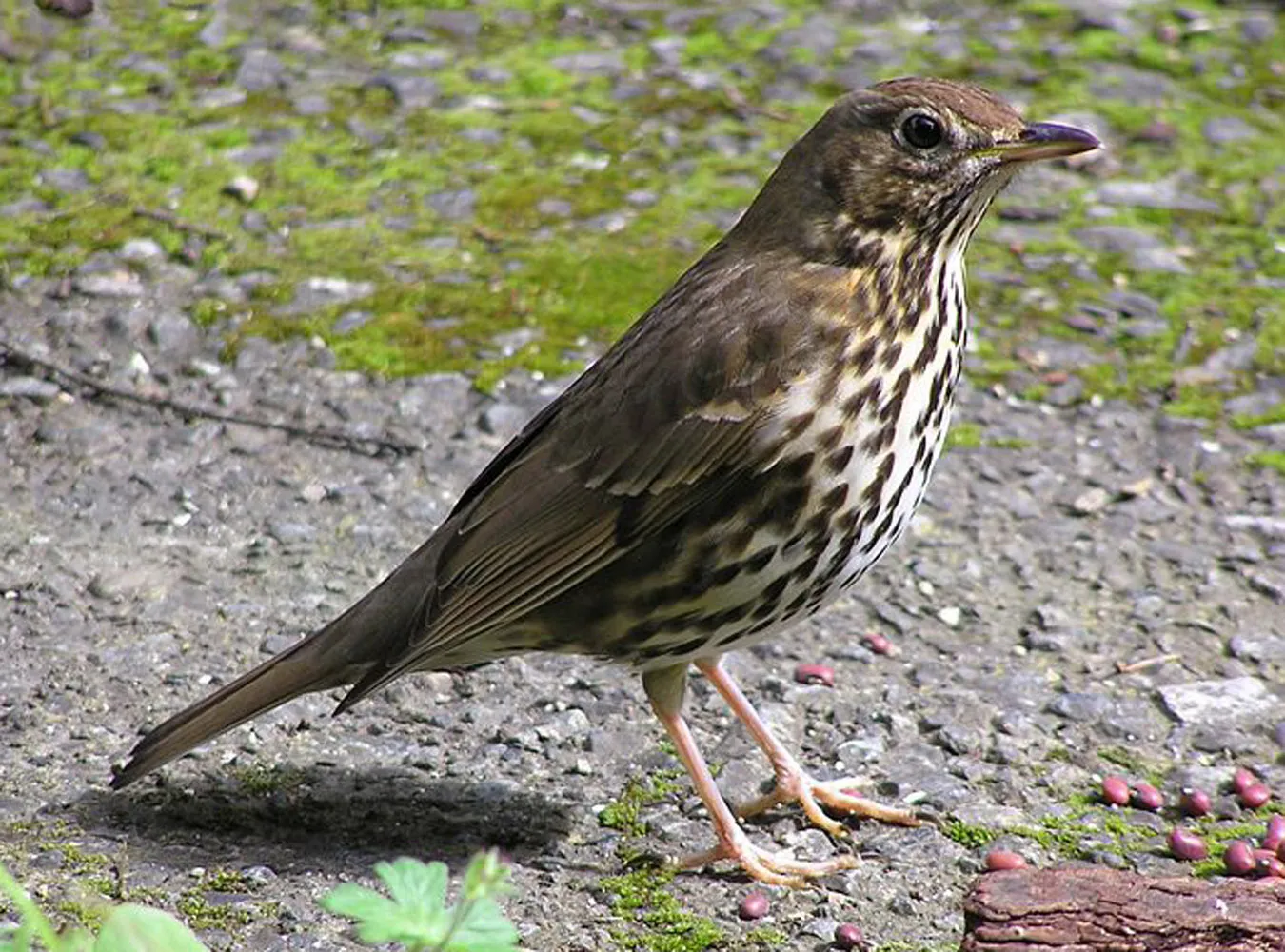 Cypryjscy smakosze zabijają ptaki