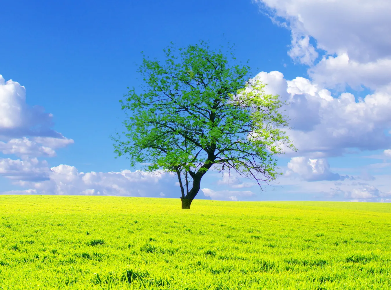 Rozjaśnianie chmur i drzewa pod ziemią