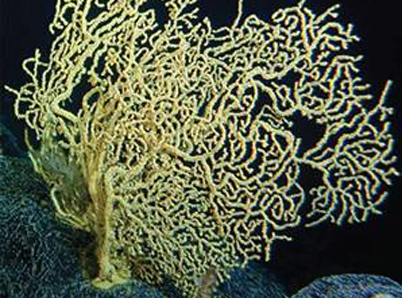 Oto ziemianin, który ma 4 tys. lat