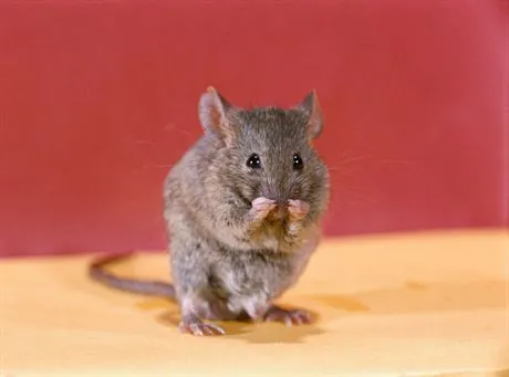 ca. 1950s, Sussex County, New Jersey, USA --- Mouse Grooming Itself --- Image by  William GottliebCORBIS