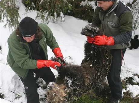 Turyści w Tatrach zamordowali niedźwiadka?