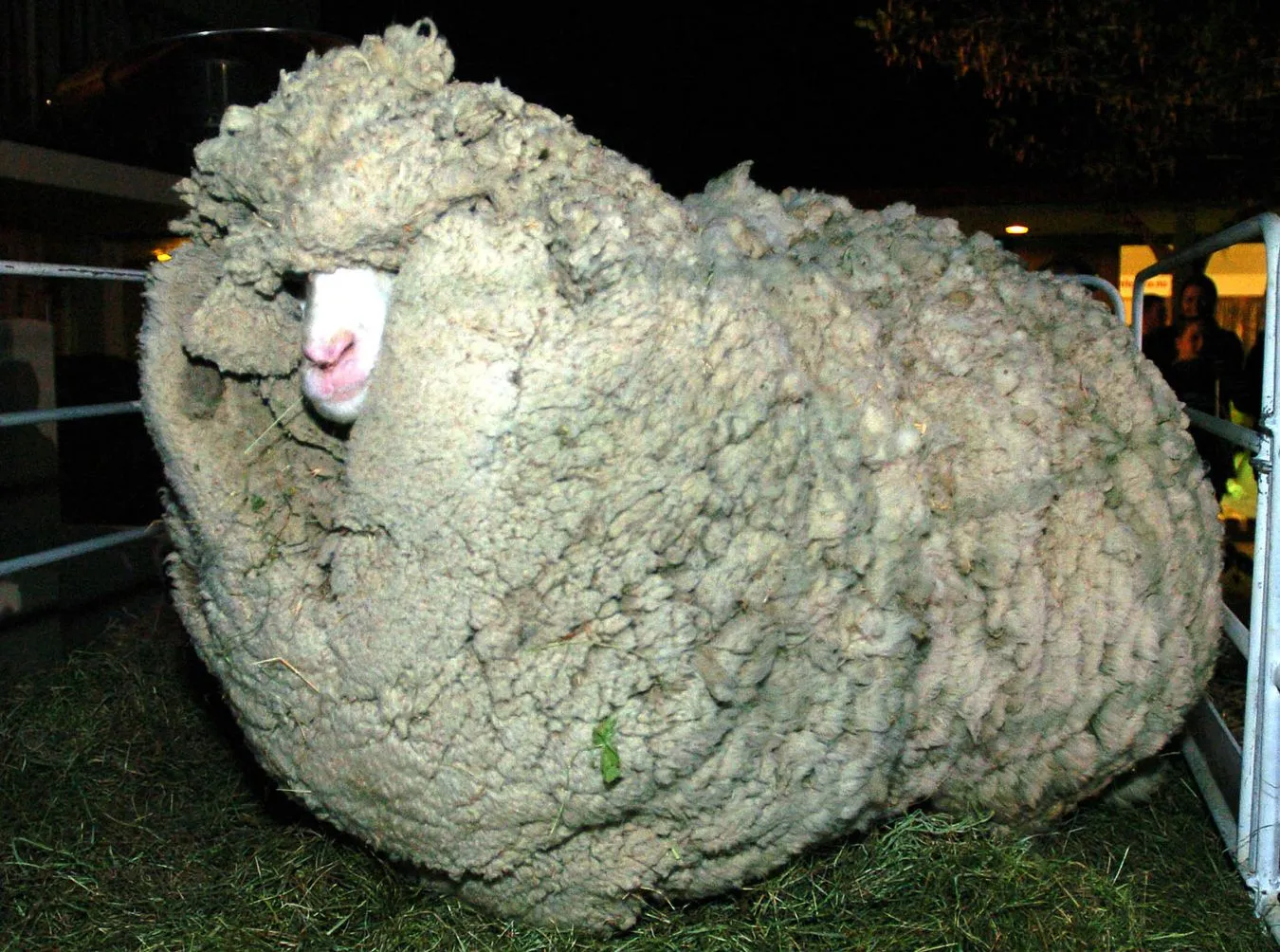 Zdechł słynny kudłaty baran z Nowej Zelandii