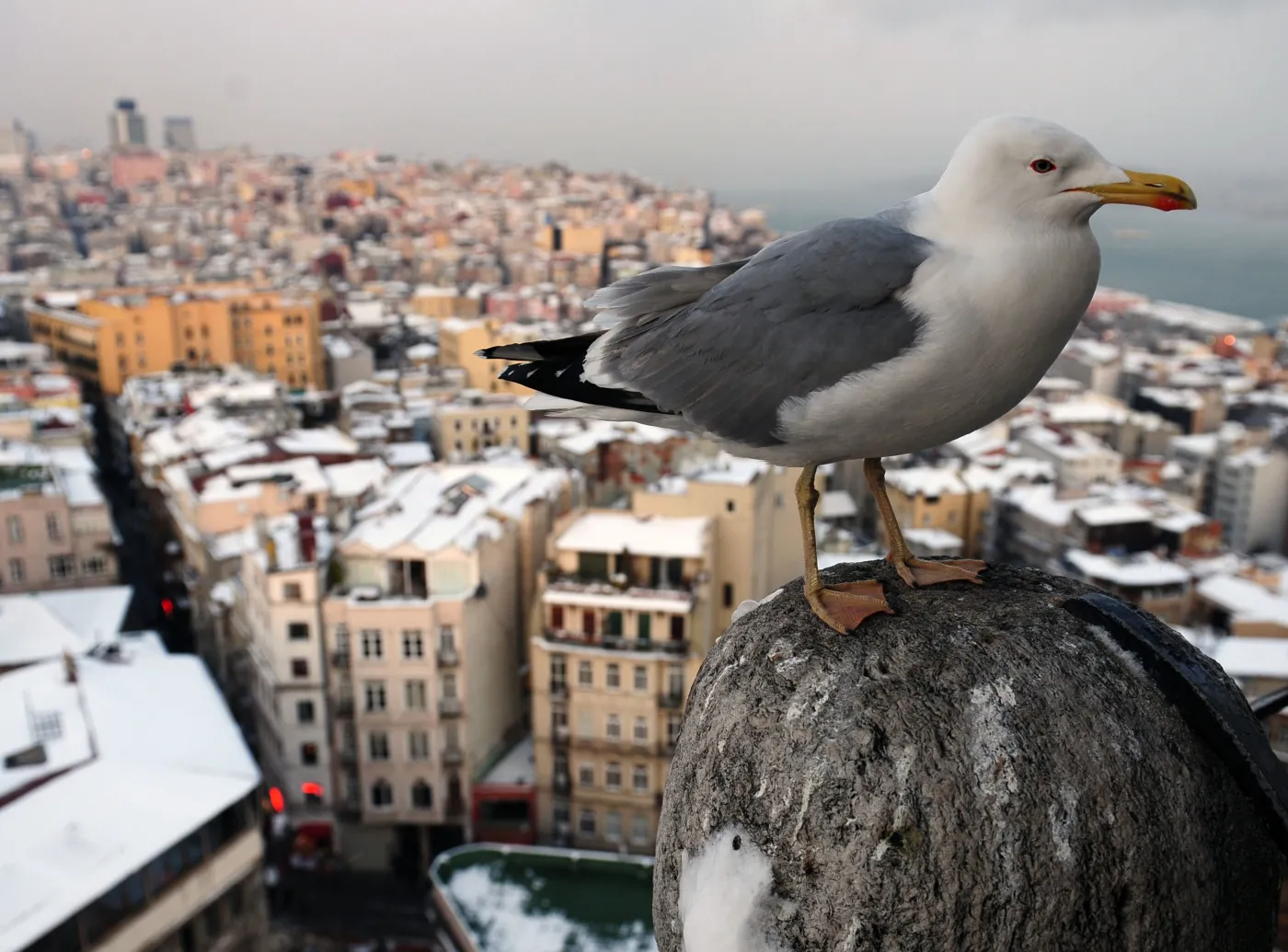 turcja urlop śnieg zima mewa