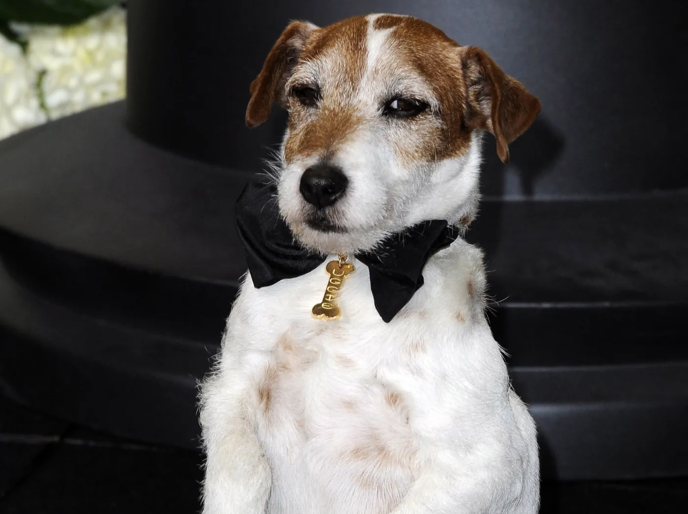 Psia gwiazda "Artysty" – terrier Uggie na czerwonym dywanie
