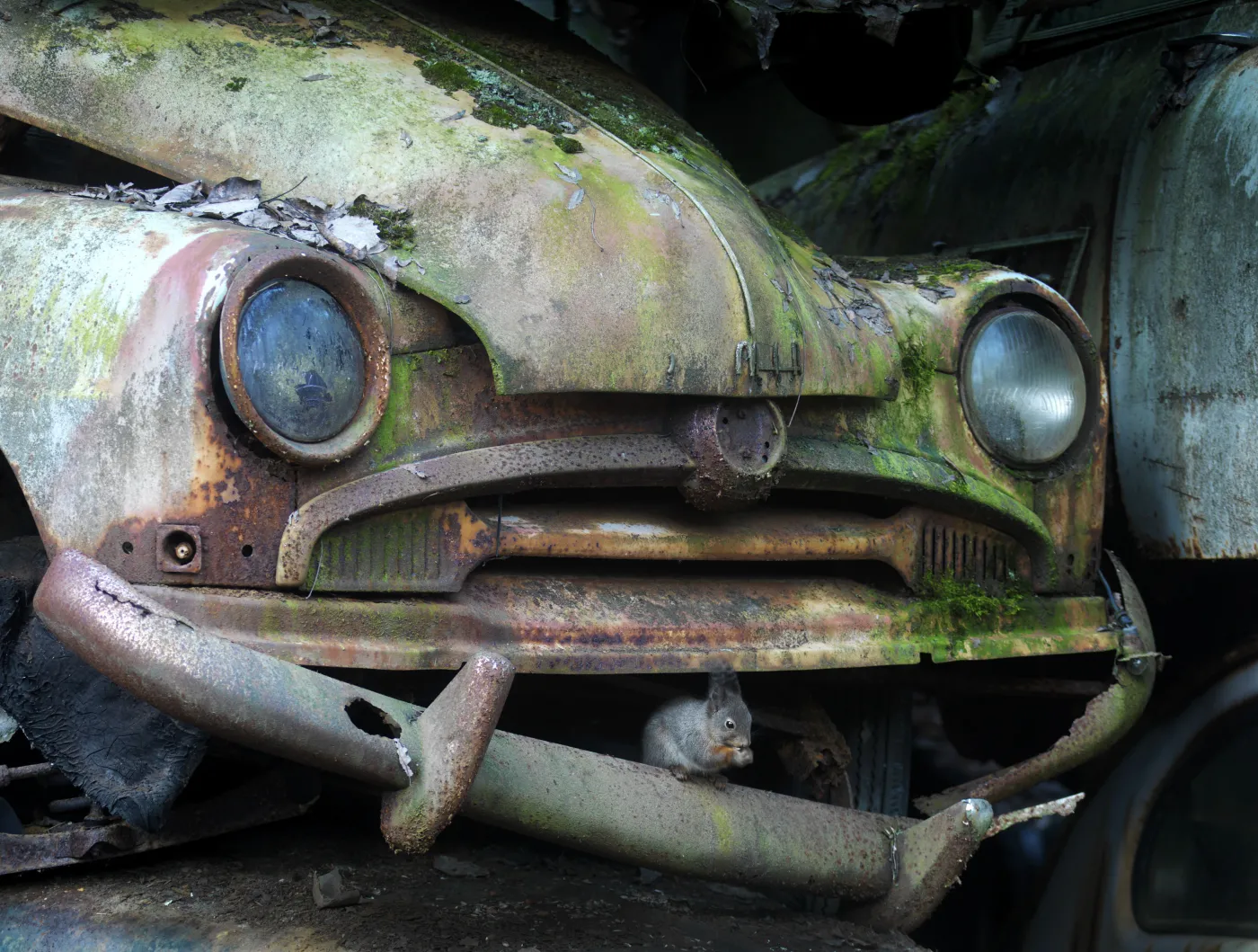 Fotografia Dzikiej Przyrody