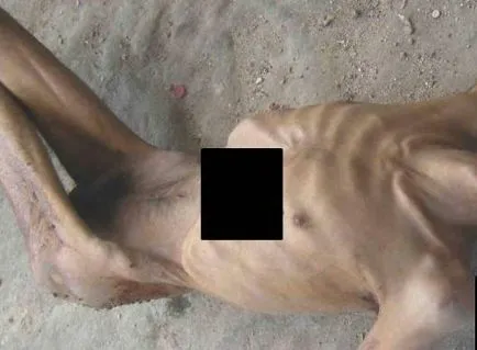 Tortury i egzekucje w Syrii