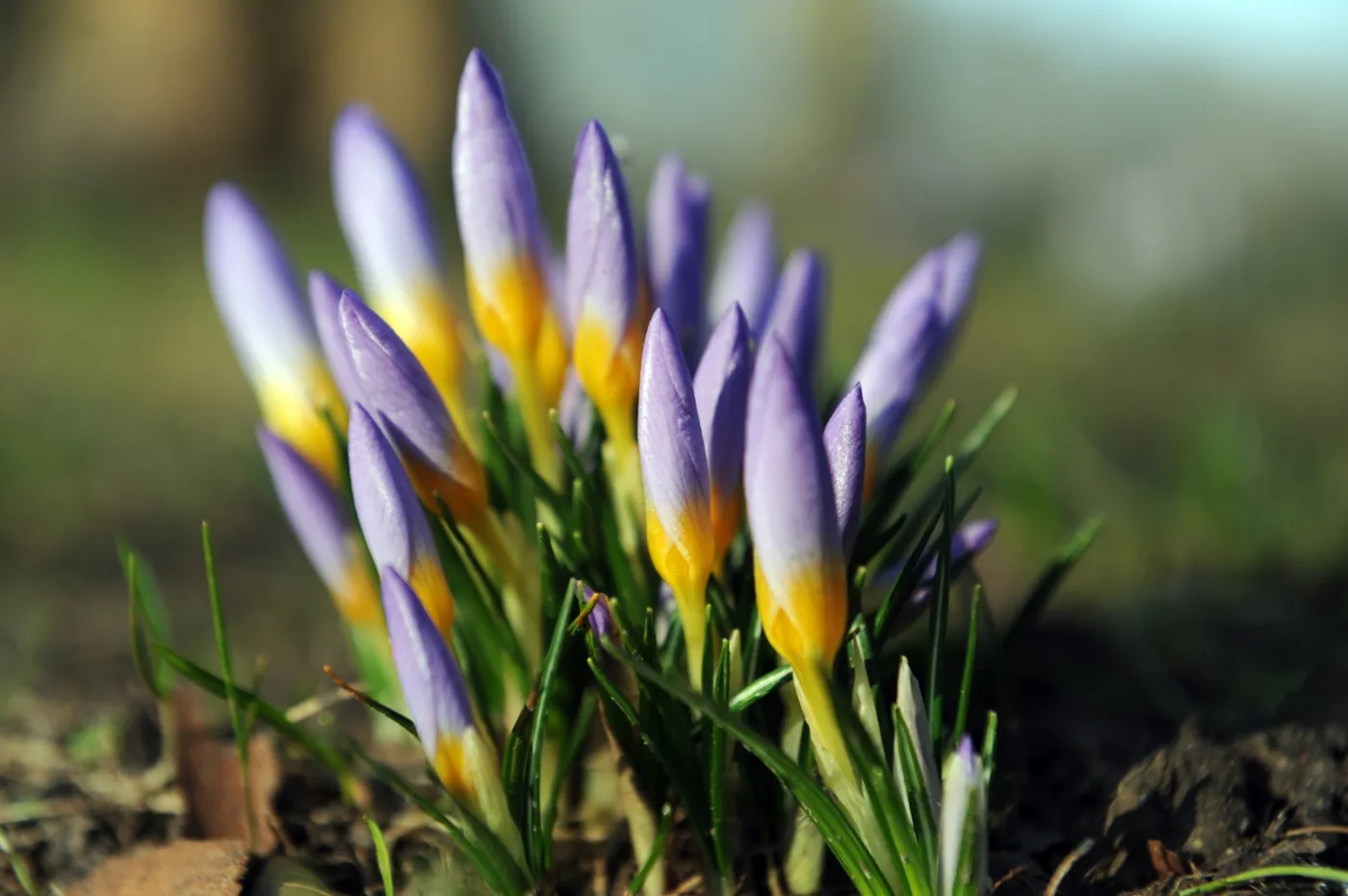 Pierwsze krokusy w Szczecinie