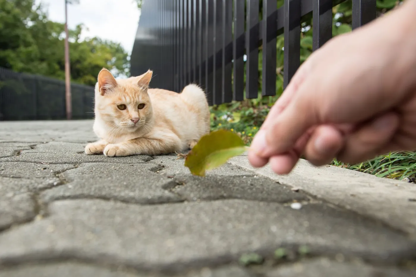 Mały kot na ulicy w Japonii