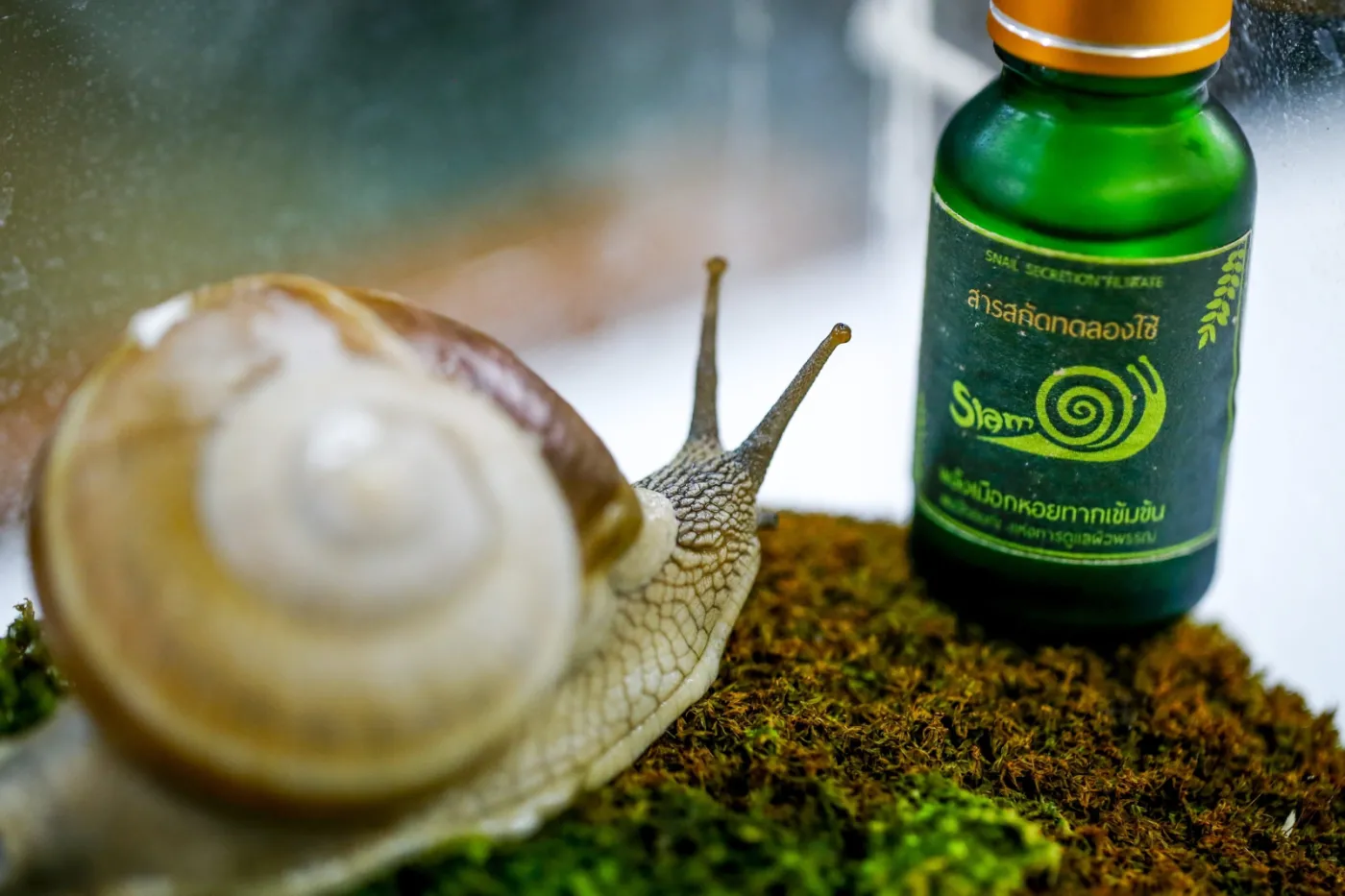 Kosmetyki ze ślimaków? To nie żart! Nowa moda idzie ze wschodu