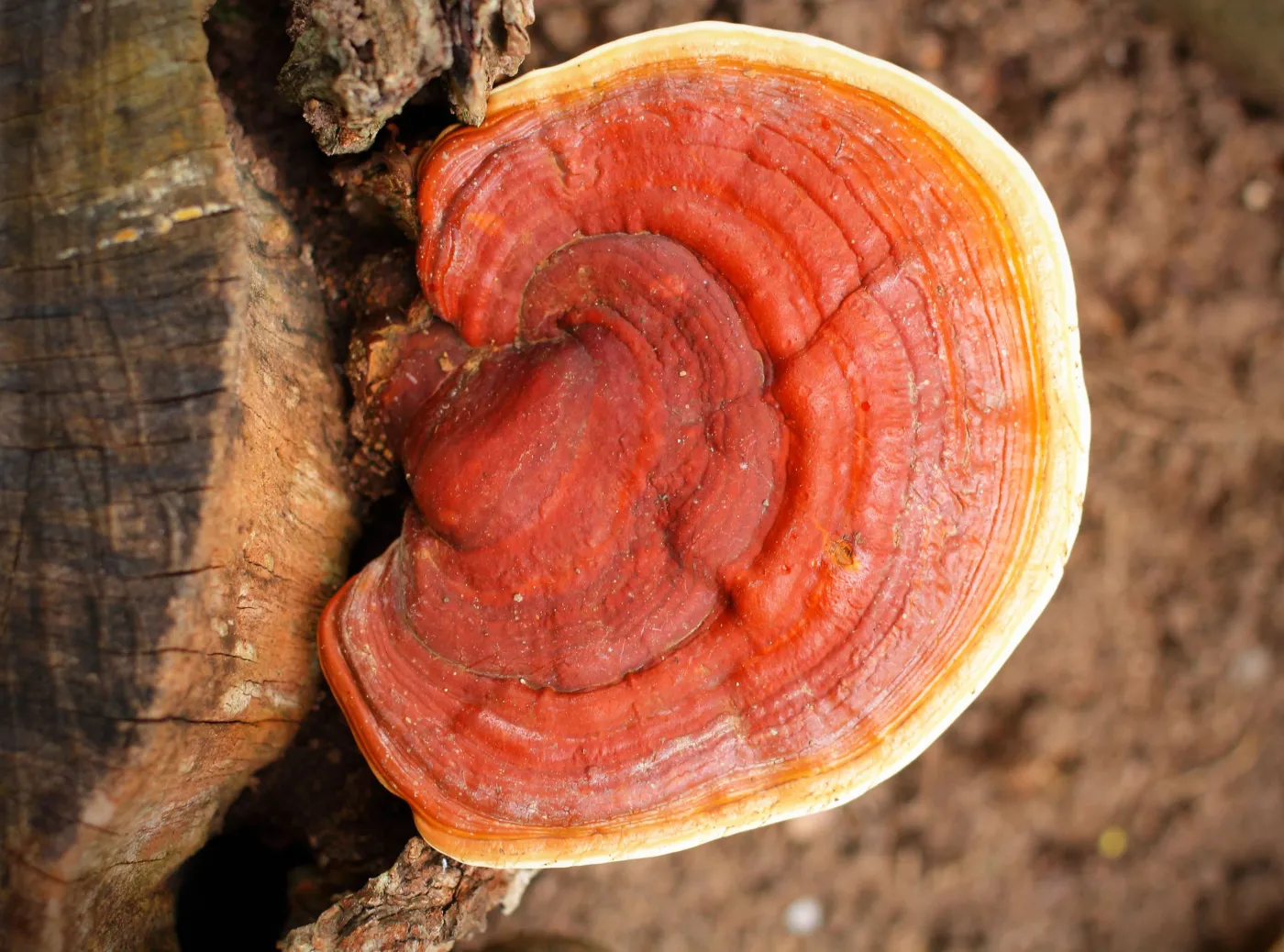 Lakownica żółtawa (Ganoderma lucidum) 