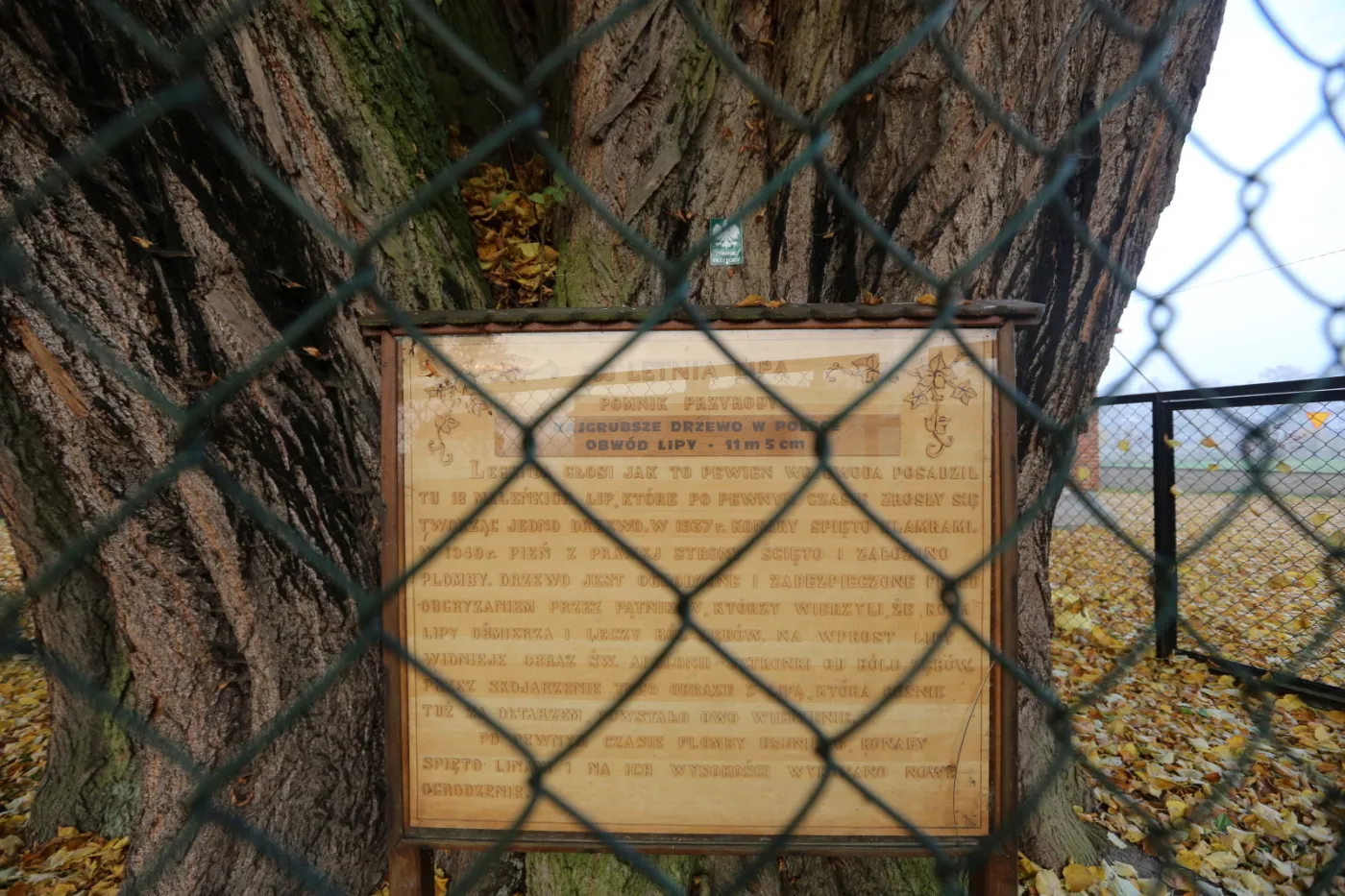 Kilkusetletnia lipa rosnąca w przy kościele pw. Przemienienia Pańskiego w Cielętnikach koło Dąbrowy Zielonej