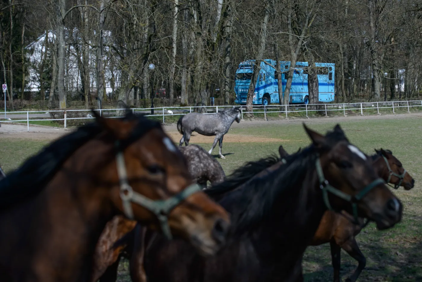 8911721-przygotowanie-do-wywozki-koni.jpg