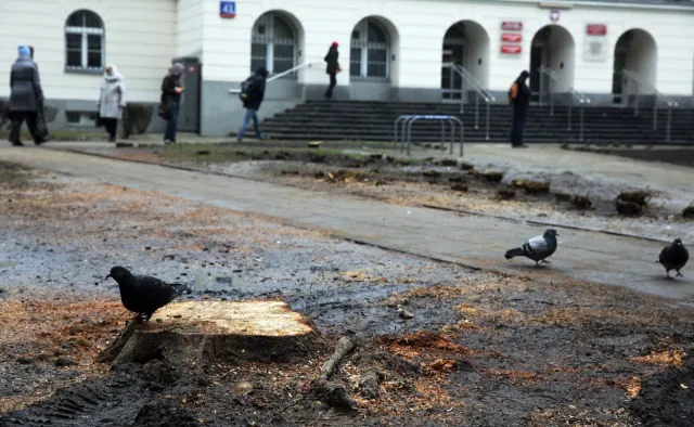 Prezes PiS ostro skrytykował ministerstwo środowiska: Przepisy dot. wycinki drzew będą zmienione