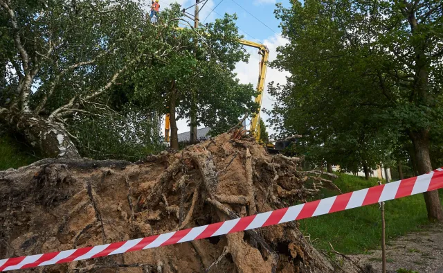 Lasy Państwowe podsumowują zniszczenia po burzach. Rzeczniczka: Takich szkód wichury jeszcze nigdy nie wyrządziły