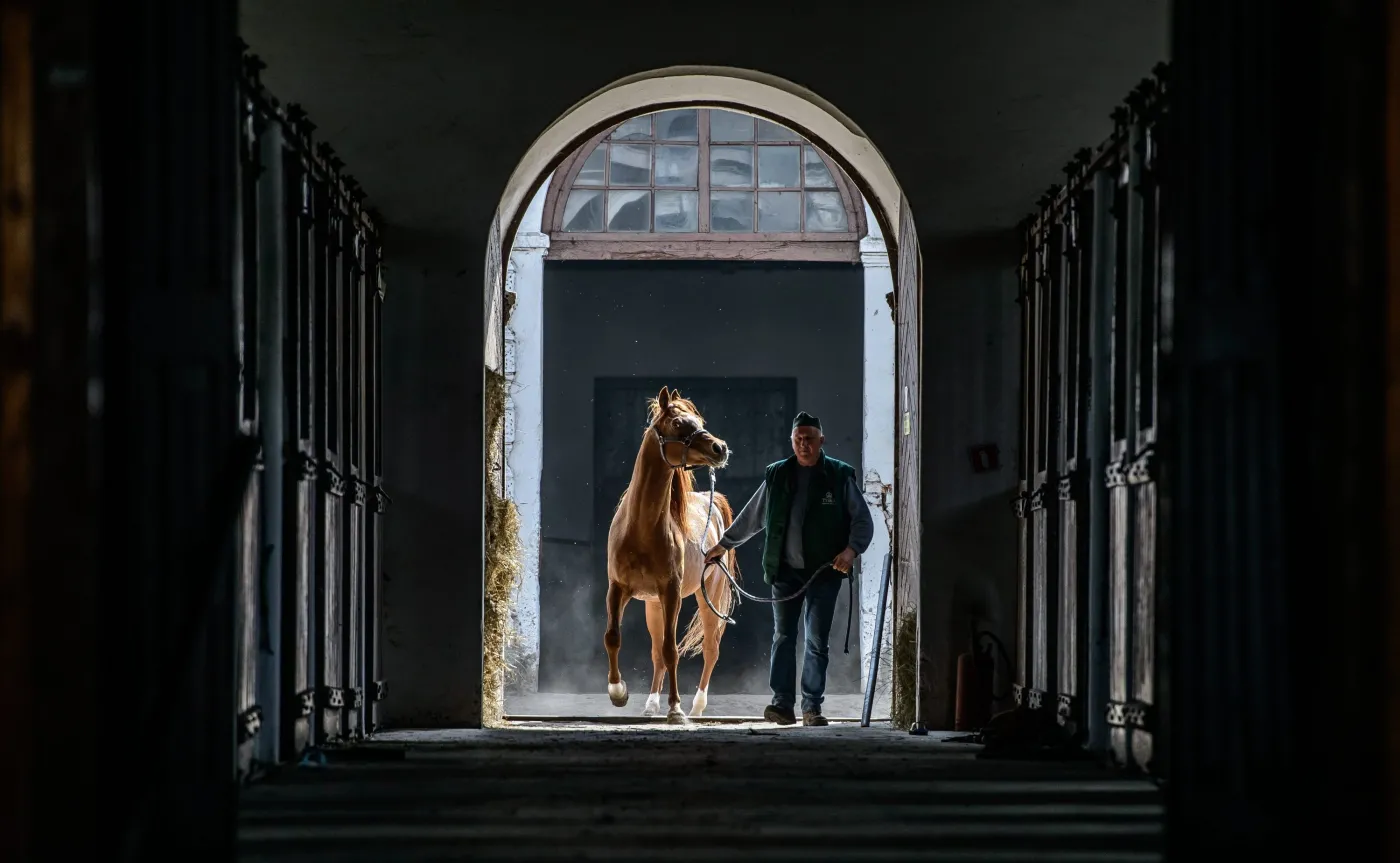 Stadnina w Janowie Podlaskim