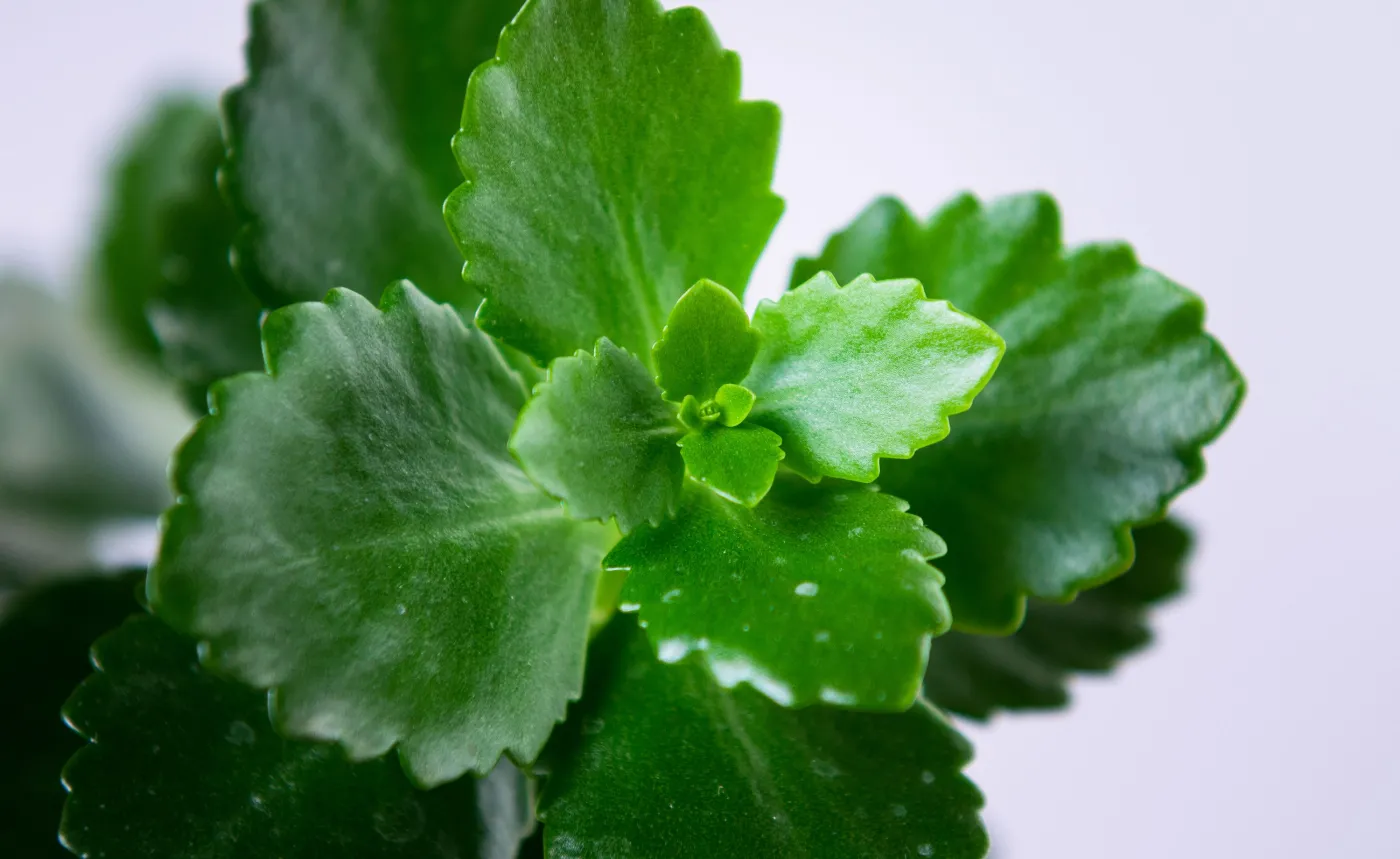 Polscy naukowcy: Popularna roślina kryje w sobie lek przeciwzakrzepowy