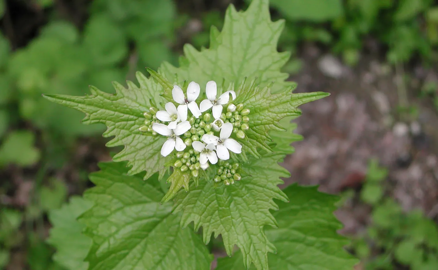 Czosnaczek pospolity, chwast