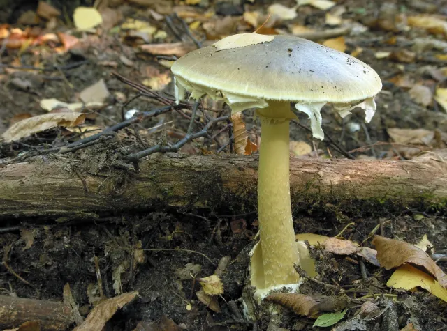 Śmiertelne zatrucie muchomorami we Wrześni. "Przysięgam, nie będę już zbierał grzybów"
