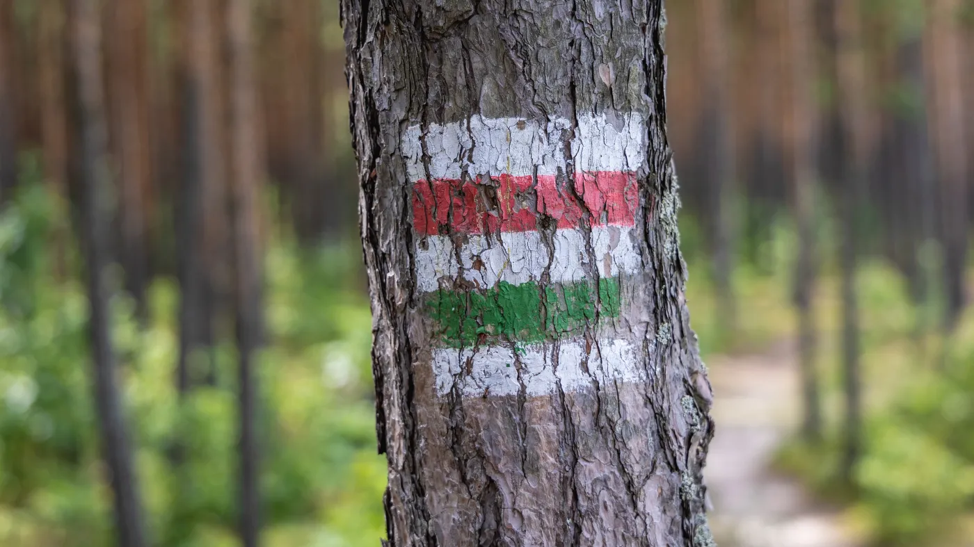W jednym z wielkopolskich lasów znaleziono szatana