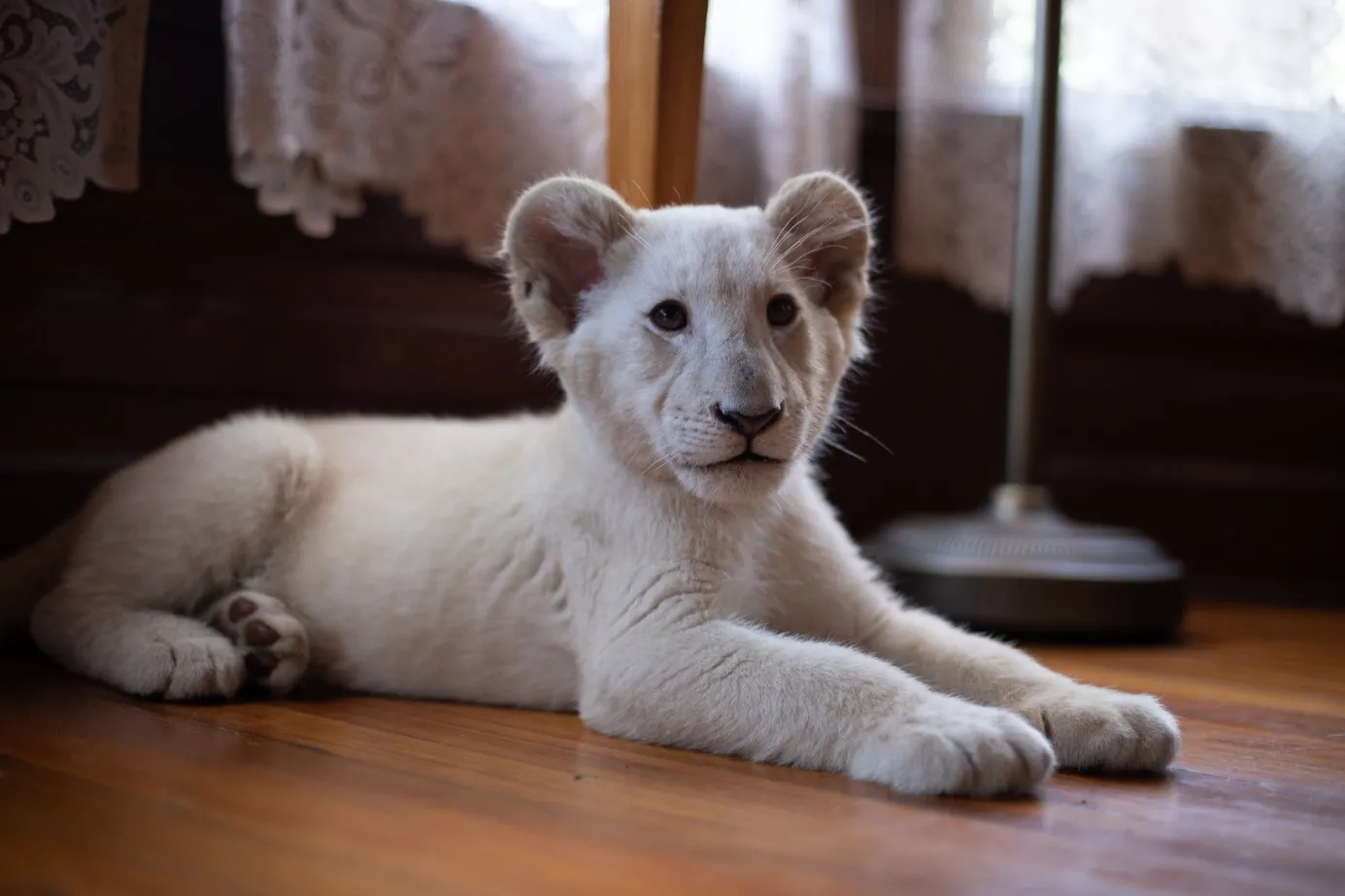"Lena i Śnieżek" w kinach od 5 sierpnia. Zobacz zwiastun