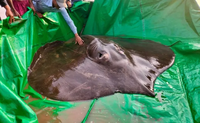 Zdumiewające odkrycie w Kambodży. Złowiono największą rybę słodkowodną w historii