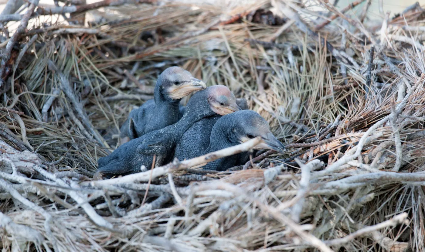 Młode kormorany w gnieździe