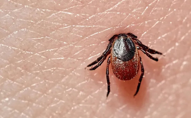Więcej przypadków boreliozy niż rok temu. Jak zapobiegać chorobie?