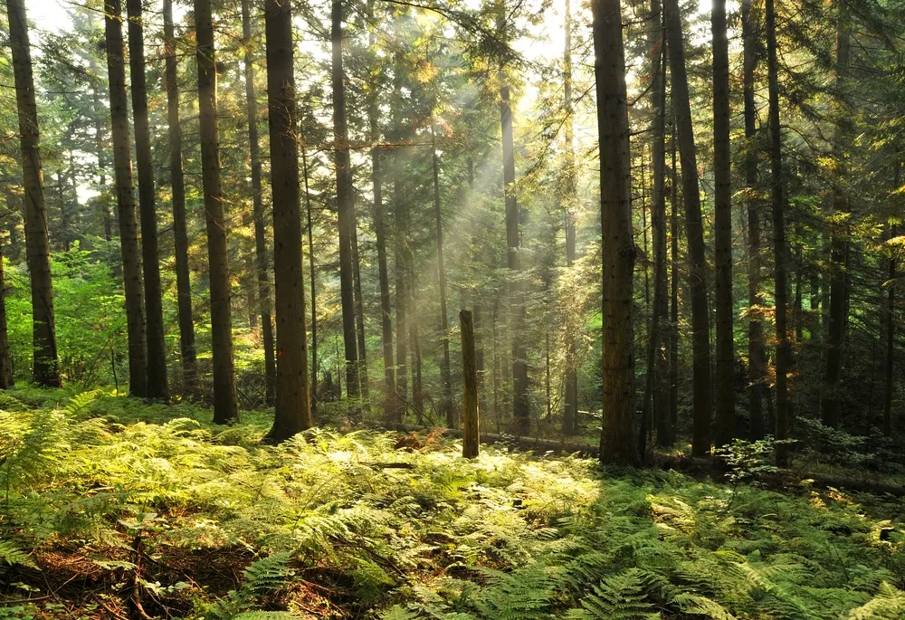 Zbierali grzybki w Bieszczadzkim Parku Narodowym. Byli nerwowi, bo to były TAKIE grzybki...