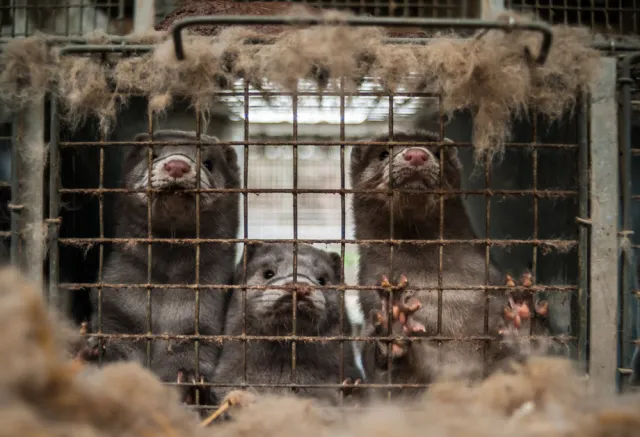 Hodowca skazany za znęcanie się nad zwierzętami. "To jeden z surowszych wyroków"