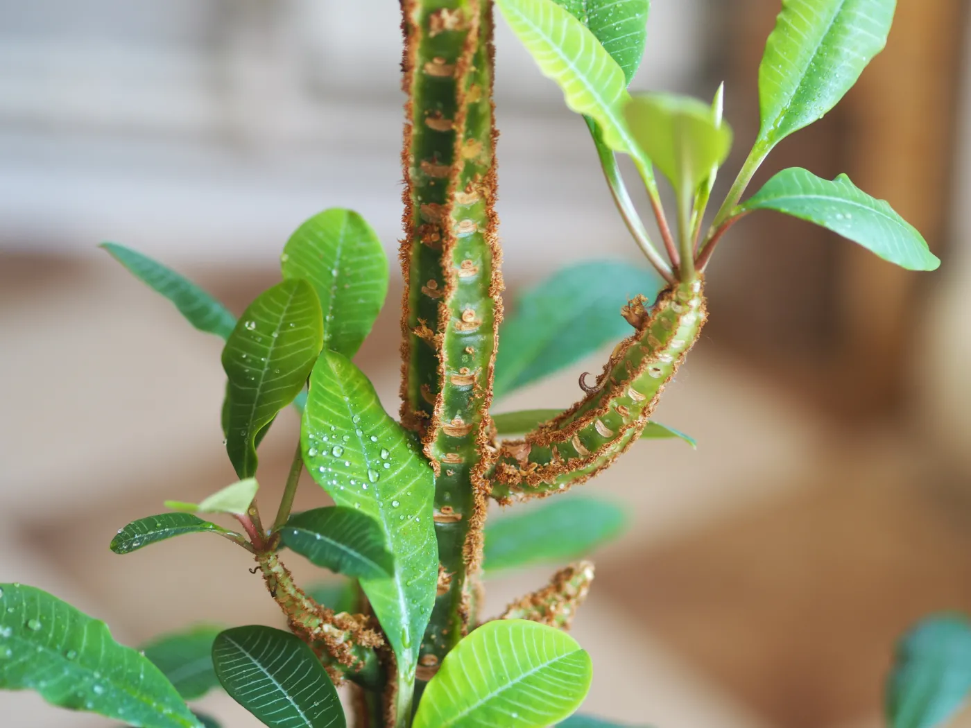 Jak dbać o wilczomlecz białounerwiony? Tajniki zimowej pielęgnacji