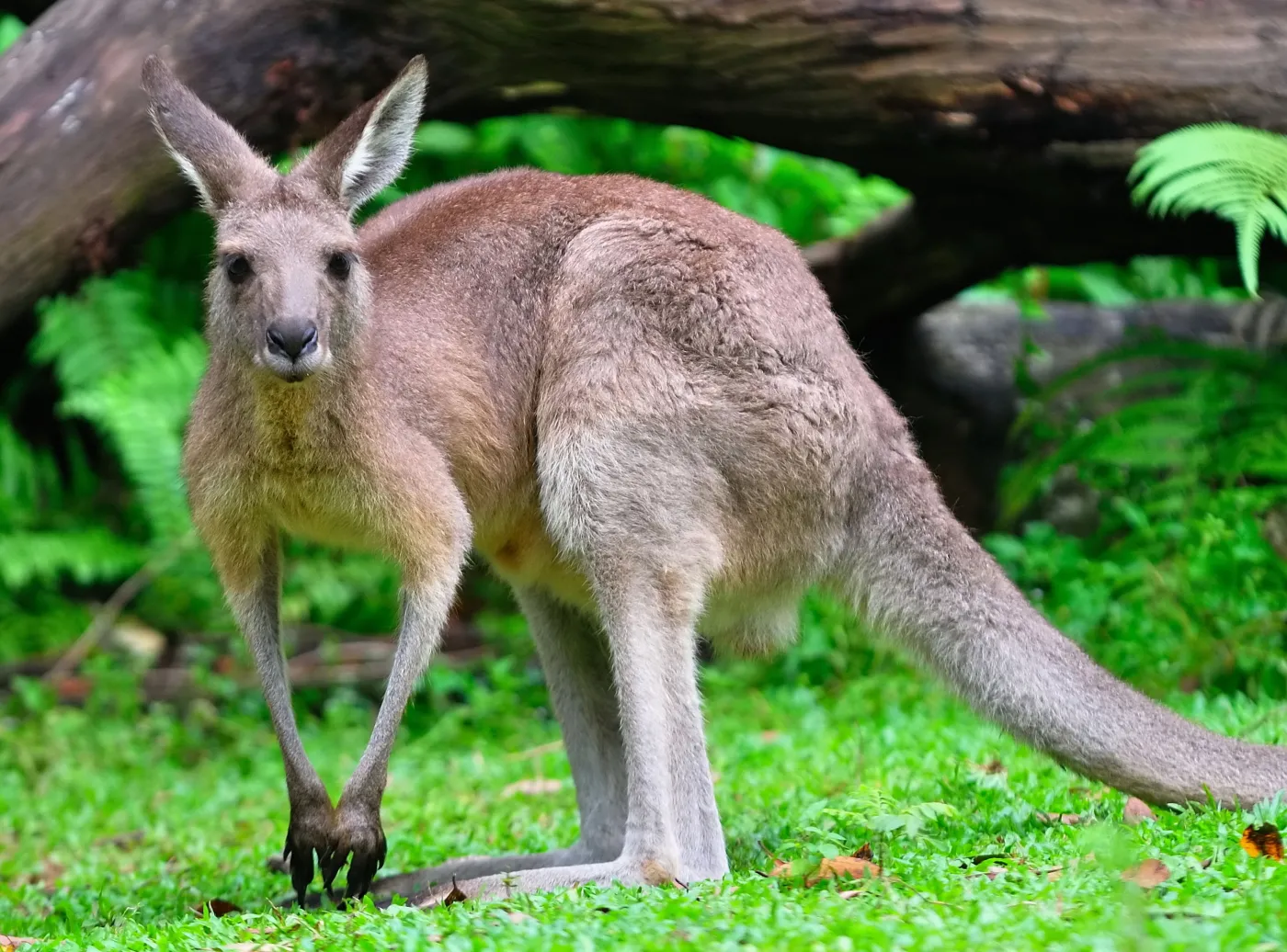 DNA kangura zsekwencjonowane