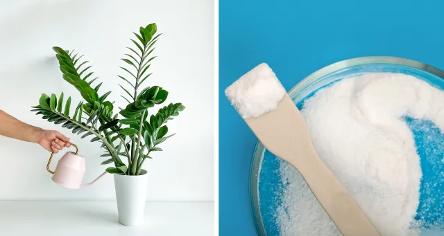 Wystarczy jedna tabletka, a zamiokulkas wypuści nowe pędy. Niezastąpiony nawóz do roślin