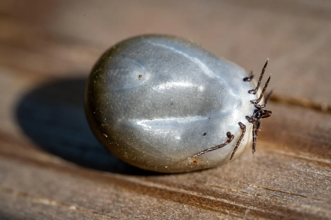 Inwazja kleszczy na Pomorzu. Coraz więcej mieszkańców choruje na boreliozę