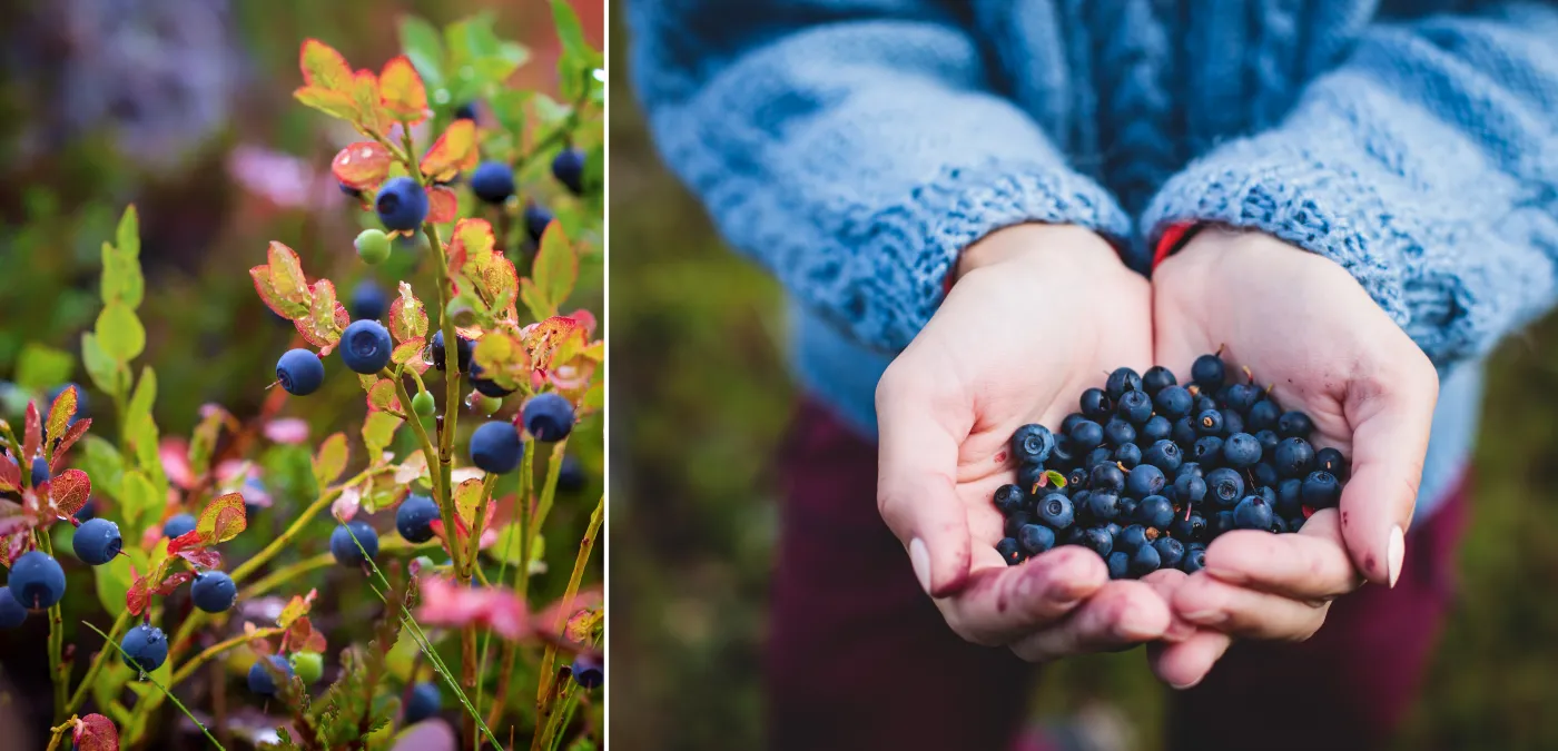 Przepyszne przetwory z jagód. Najlepsze zastosowanie borówek czarnych