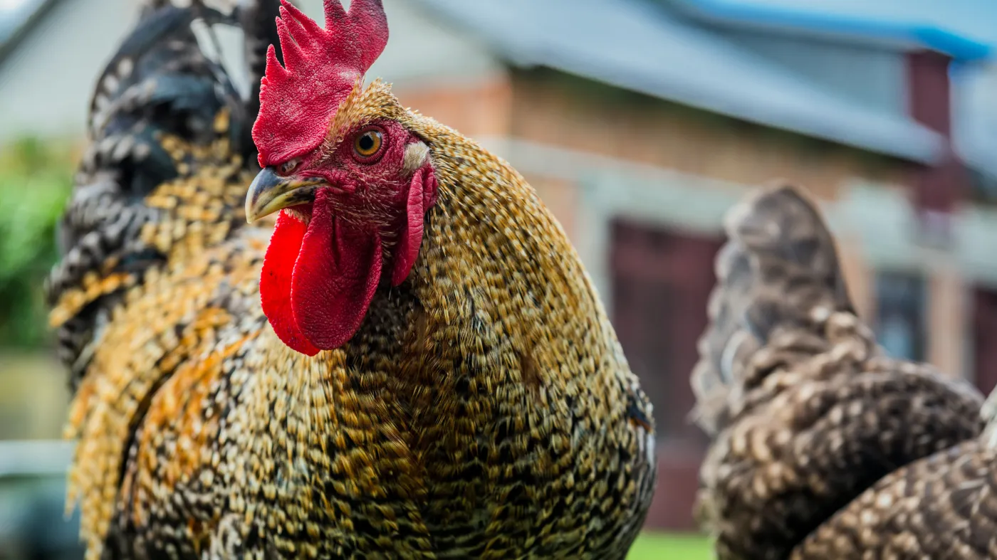 Nie dla kogutów. Nietuzinkowy wyrok sądu po skardze sąsiada