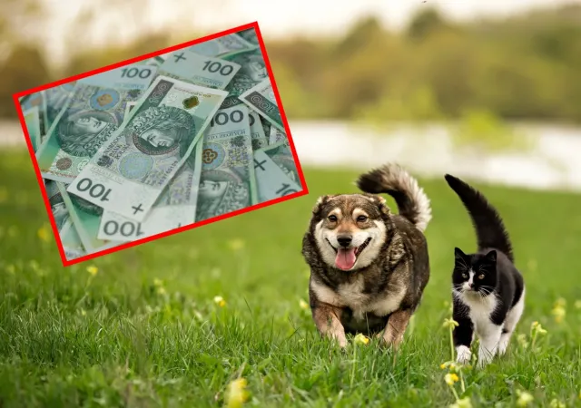 500 plus na psa lub kota. Dla kogo? Jakie warunki trzeba spełnić?
