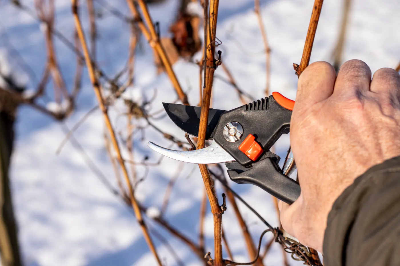 Te rośliny koniecznie przytnij w lutym. Nie tylko wypuszczą nowe pędy, ale i pięknie zakwitną