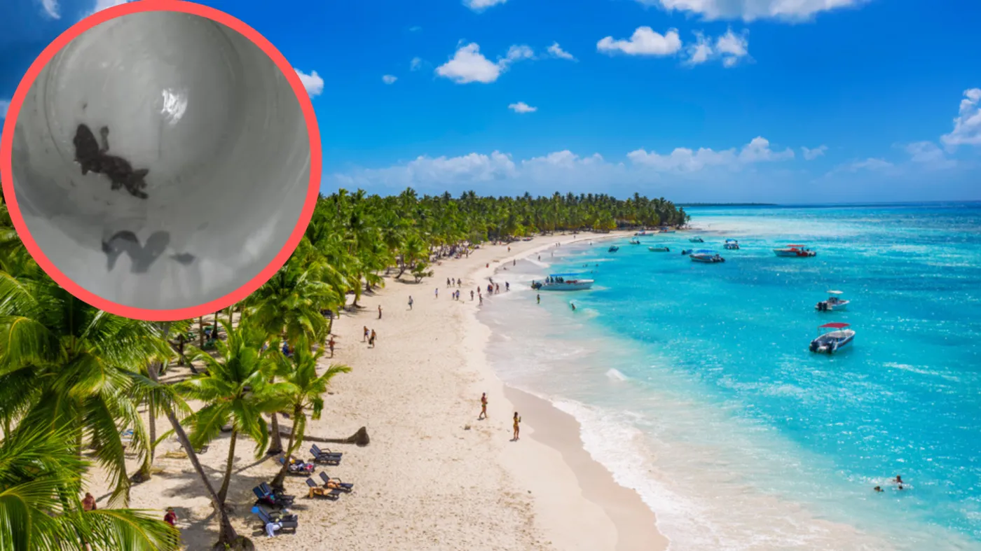 Wrócił z wakacji na rajskiej wyspie. W walizce znalazł pasażera na gapę