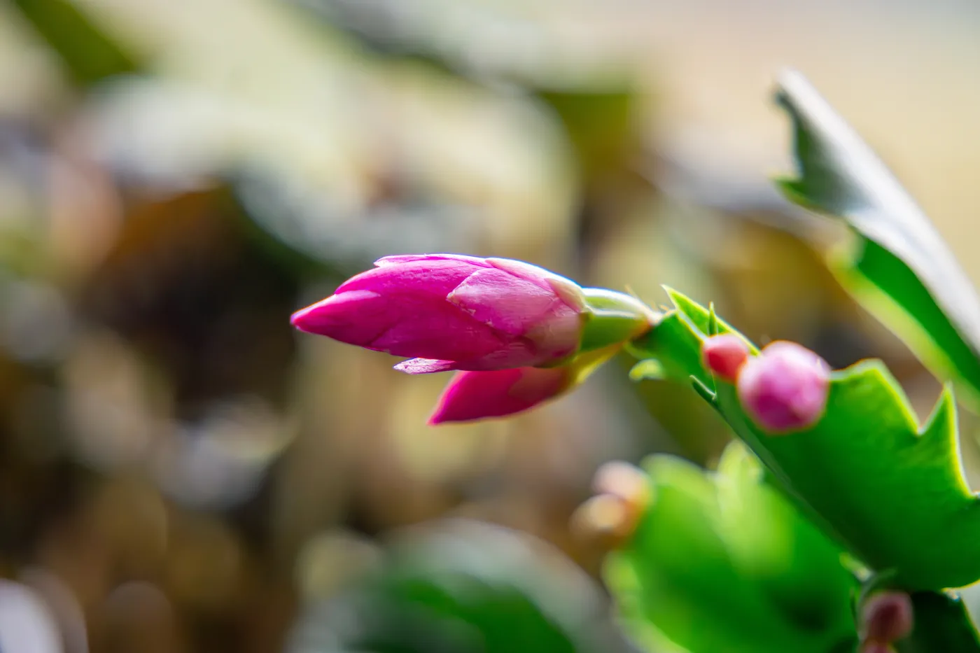 A,Blooming,Flower,Of,A,Cactus,Called,Grudnik