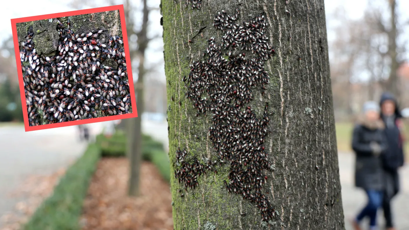 Skupieniec lipowy atakuje. Jak wygląda? Czy jest groźny?