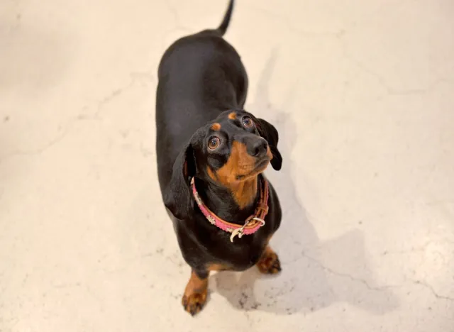 Niezwykła historia jamnika. Pies przeżył 529 dni w australijskim buszu