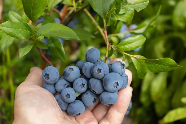 Rozsyp pod borówką już teraz. W sezonie krzaczki obsypią się licznymi owocami