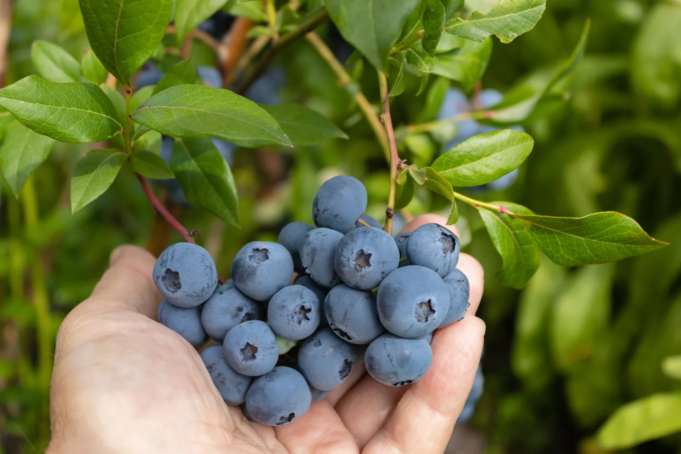 Zawieś to na borówce, a ptaki będą się trzymać z dala od owoców