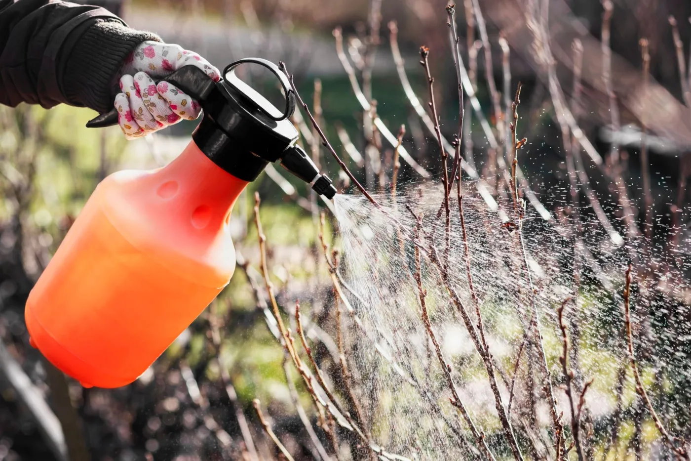 Zrób to w ogrodzie teraz, a wytępisz mszyce przed wiosną. Ten oprysk usunie larwy mszyc raz na zawsze