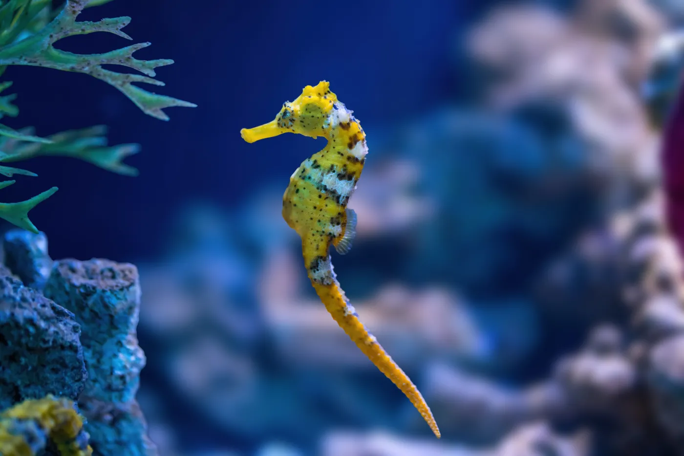 Yellow,Slender,Seahorse,(hippocampus,Reidi),Or,Longsnout,Seahorse
