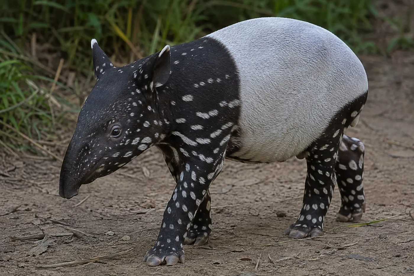 tapir malajski