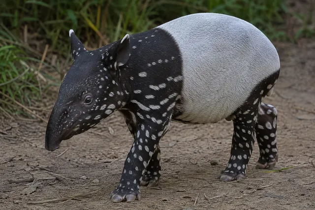 Historyczne narodziny w polskim zoo. Pierwszy tapir malajski przyszedł na świat w Płocku